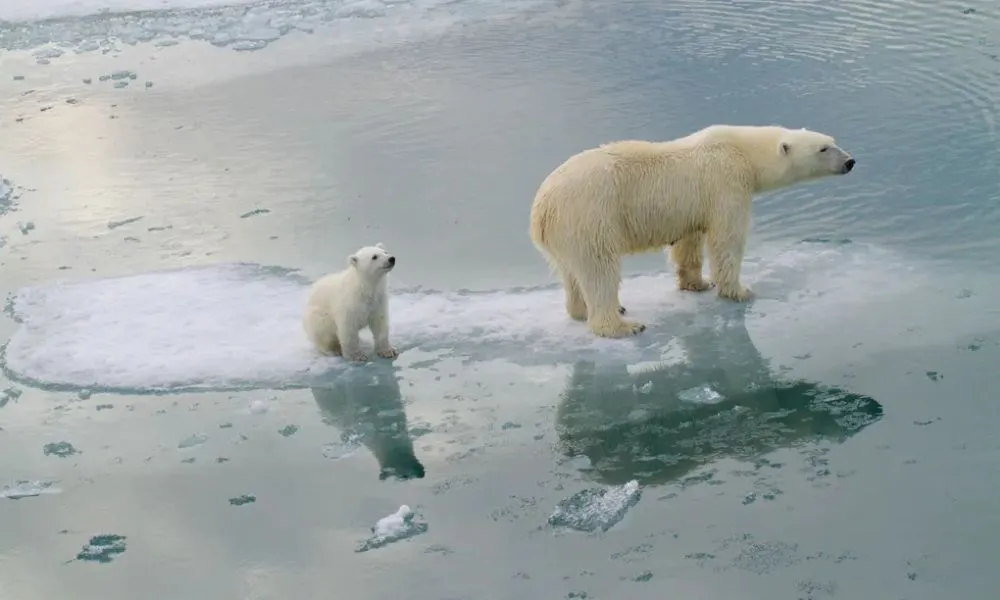 50 + Alarming Images of Melting Ice Masses amid Global Warming