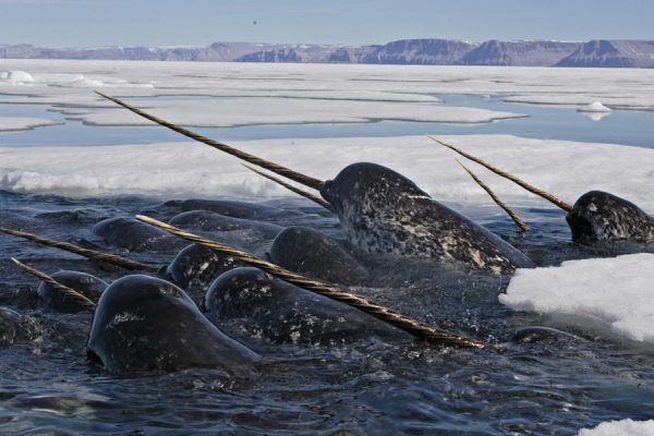 Narwhal Tusks Reveal Effects of Climate Change and Mercury Levels in the Arctic
