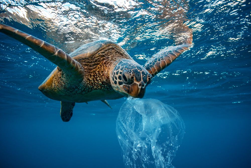 Juvenile Turtles Most at Risk from Ocean Plastic Pollution, Study