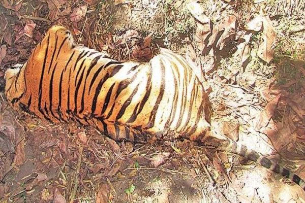Pregnant Tigress killed in Mangurla Forest Reserve