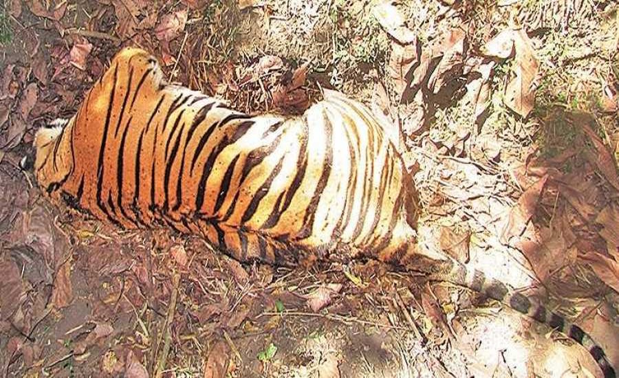 Pregnant Tigress killed in Mangurla Forest Reserve