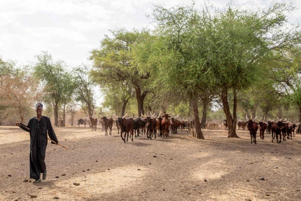 Human Encroachment in Sudan's Dinder National Park Threatens Wildlife