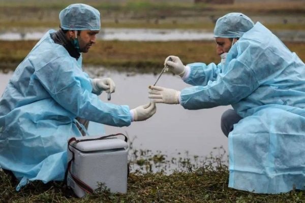 Second Wave of Bird Flu Hits in Himachal Pradesh, Over 100 Migratory Birds Found Dead