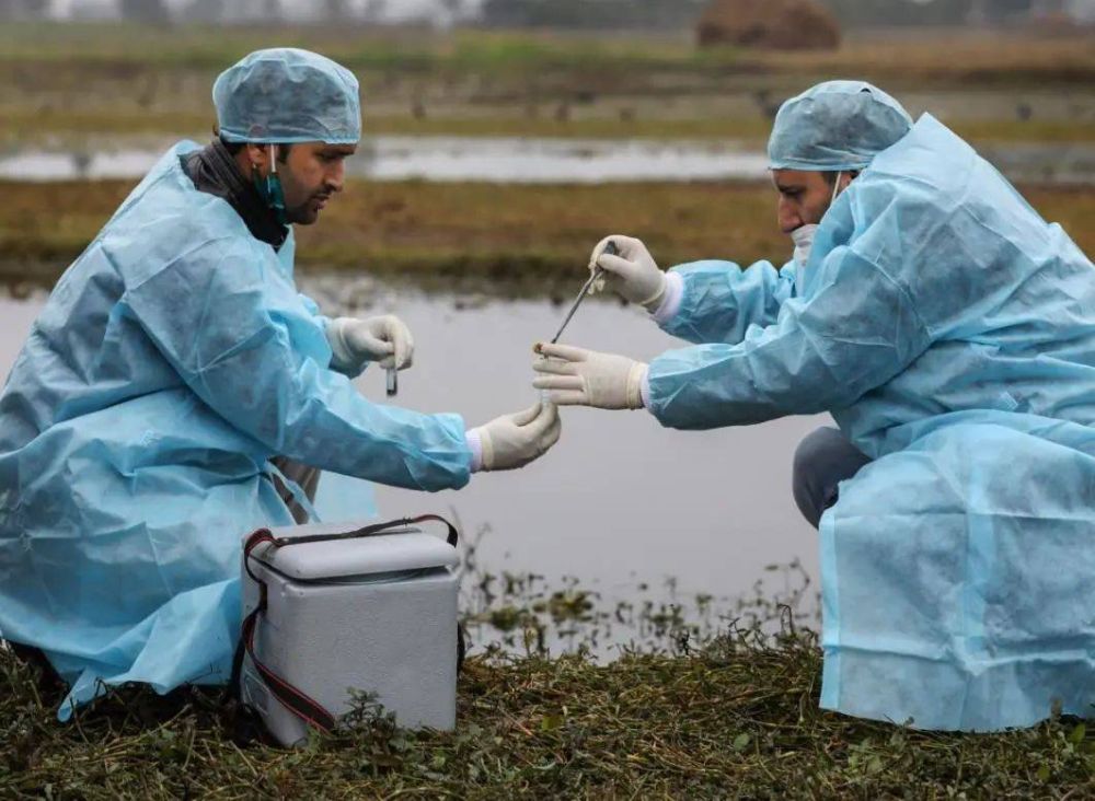 Second Wave of Bird Flu Hits in Himachal Pradesh, Over 100 Migratory Birds Found Dead