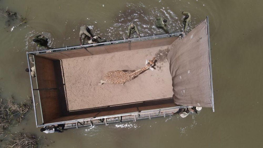 Successful Rescue of Stranded Giraffes on Island in Kenya’s Lake Baringo