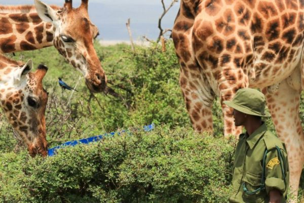 Successful Rescue of Stranded Giraffes on Island in Kenya’s Lake Baringo