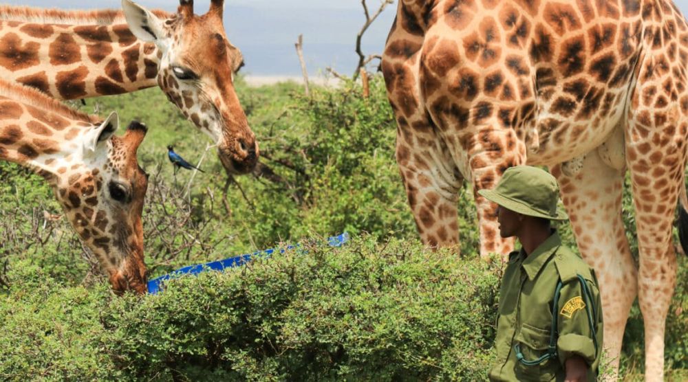 Successful Rescue of Stranded Giraffes on Island in Kenya’s Lake Baringo