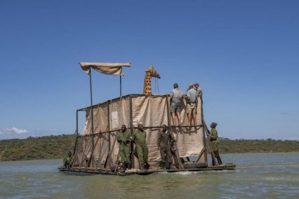 Successful Rescue of Stranded Giraffes on Island in Kenya’s Lake Baringo