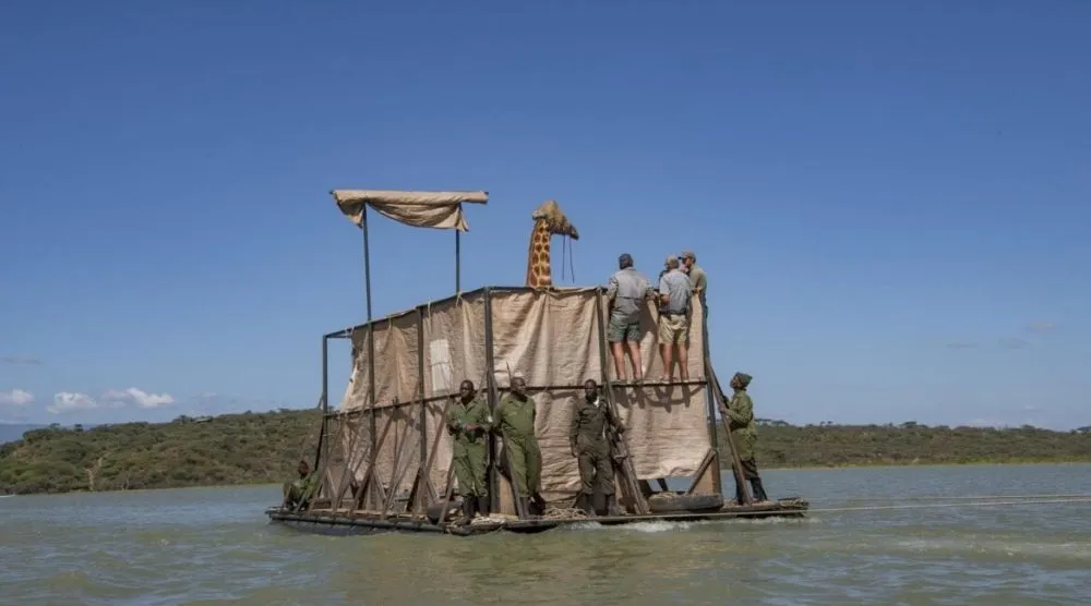 Successful Rescue of Stranded Giraffes on Island in Kenya’s Lake Baringo