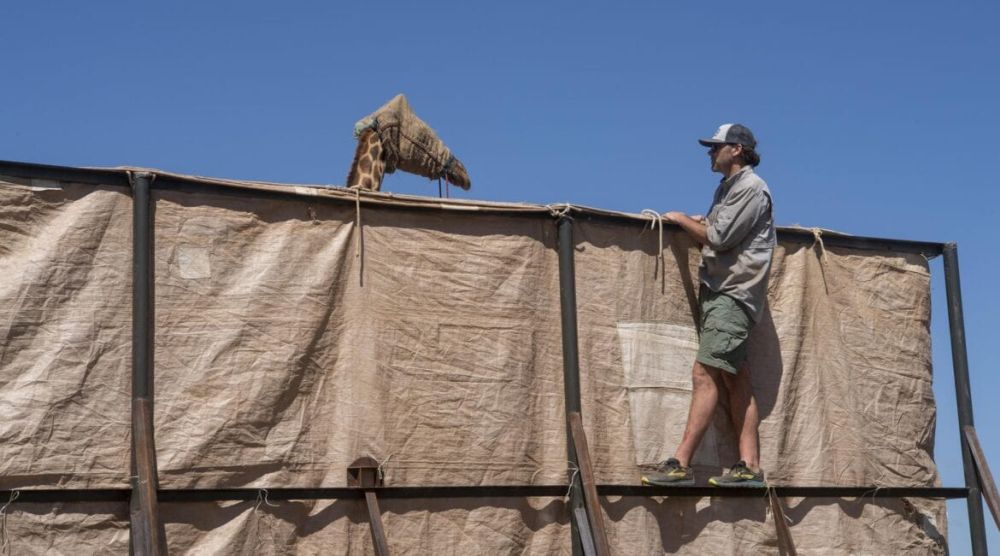 Successful Rescue of Stranded Giraffes on Island in Kenya’s Lake Baringo