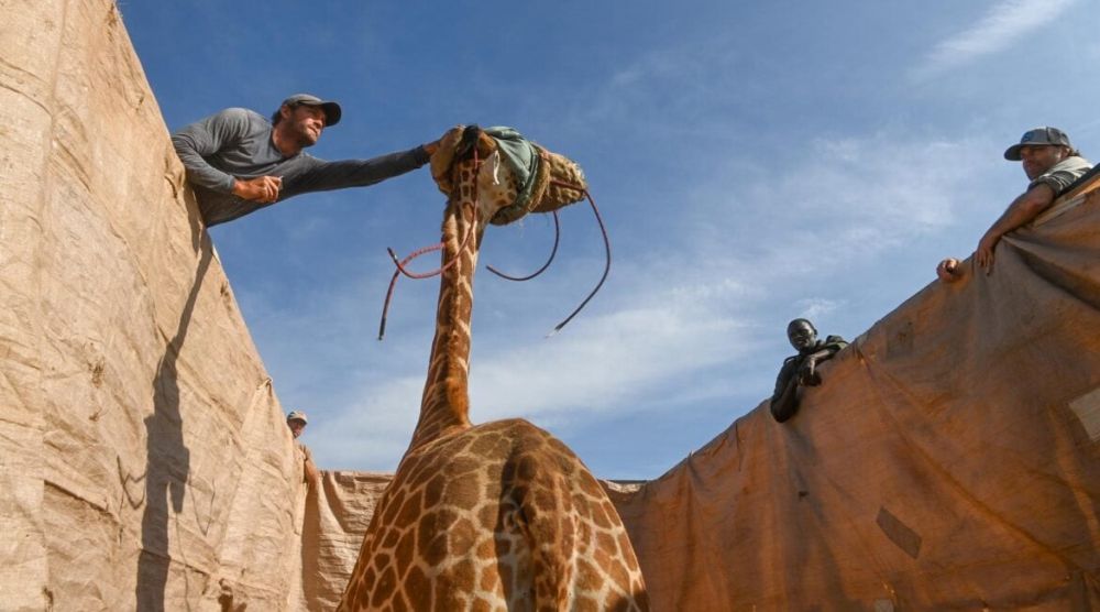 Successful Rescue of Stranded Giraffes on Island in Kenya’s Lake Baringo