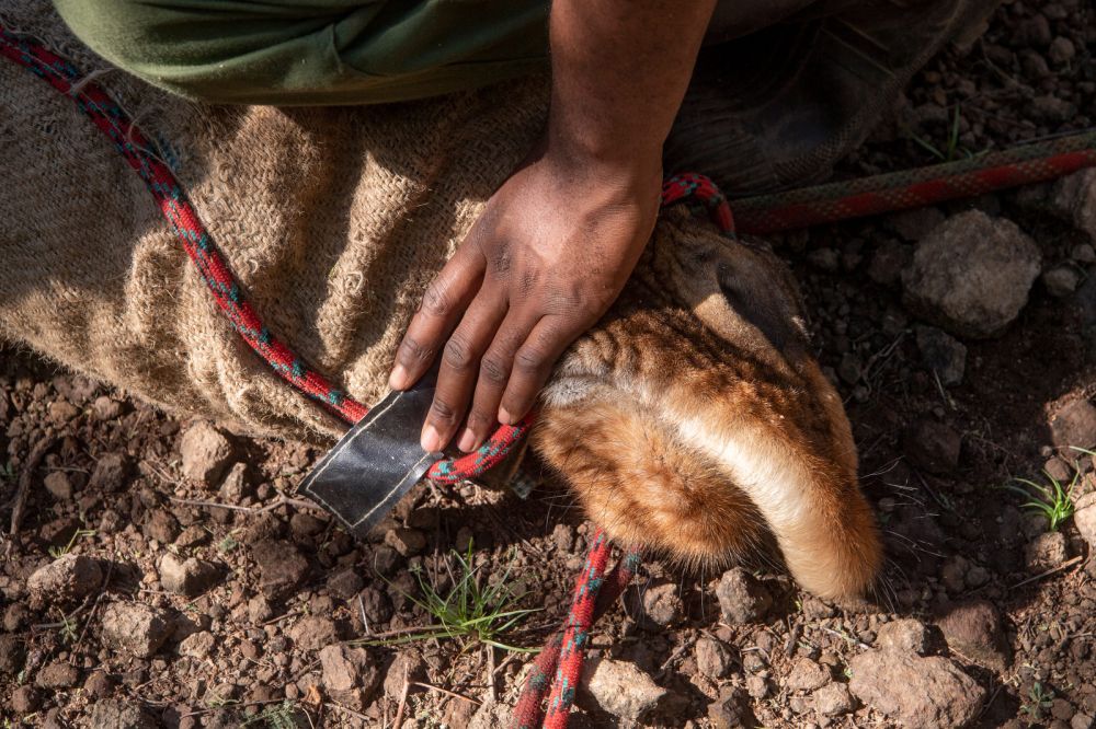 Successful Rescue of Stranded Giraffes on Island in Kenya’s Lake Baringo