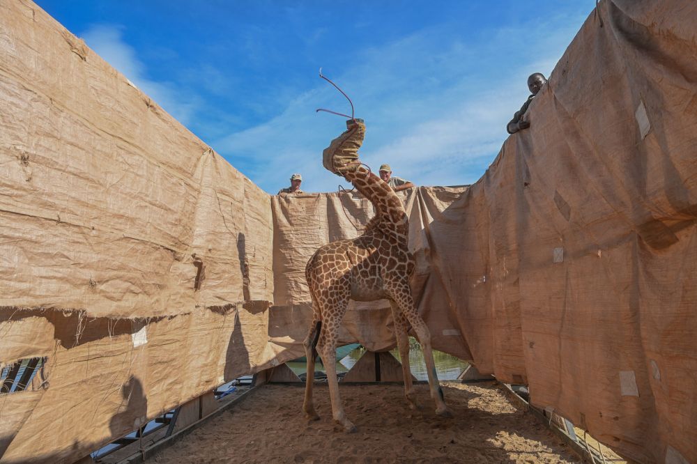 Successful Rescue of Stranded Giraffes on Island in Kenya’s Lake Baringo