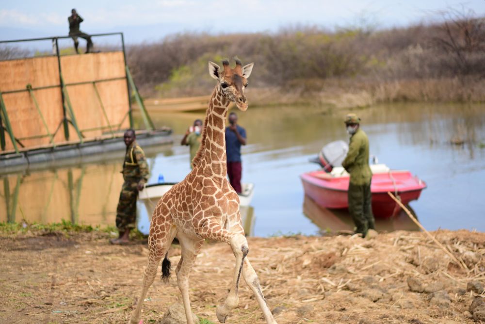 Successful Rescue of Stranded Giraffes on Island in Kenya’s Lake Baringo