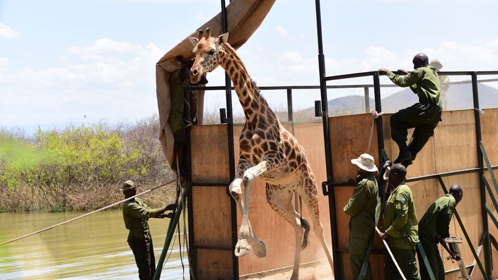 Successful Rescue of Stranded Giraffes on Island in Kenya’s Lake Baringo