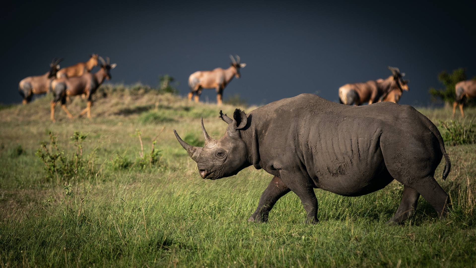 black rhino in kenya - conservation