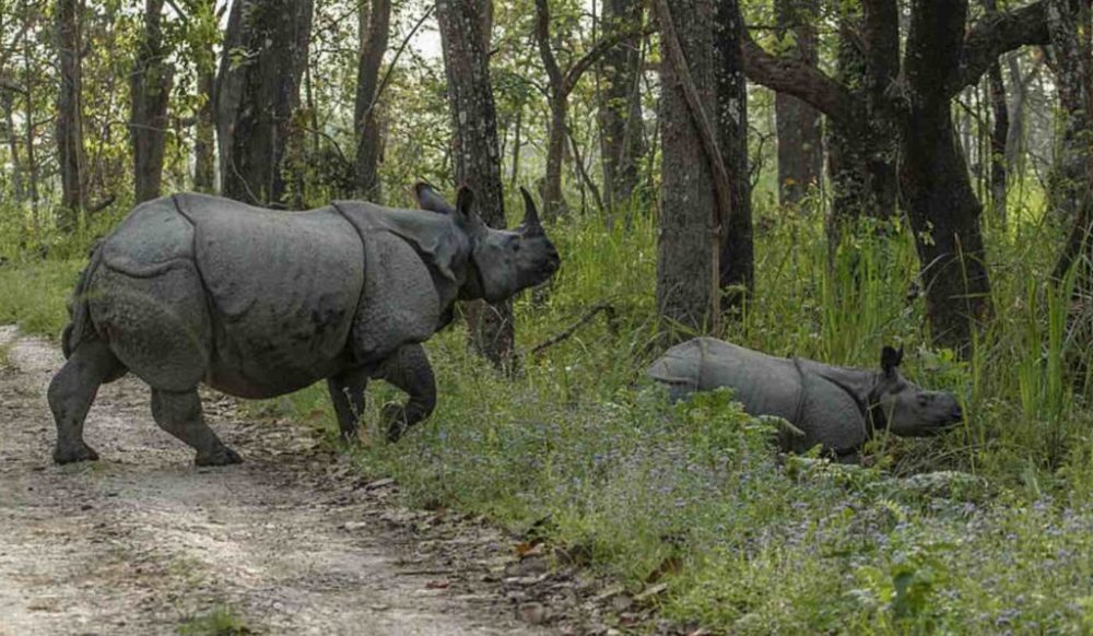 Increase in Nepal Rhino Population amid Lockdown thrills Conservationist