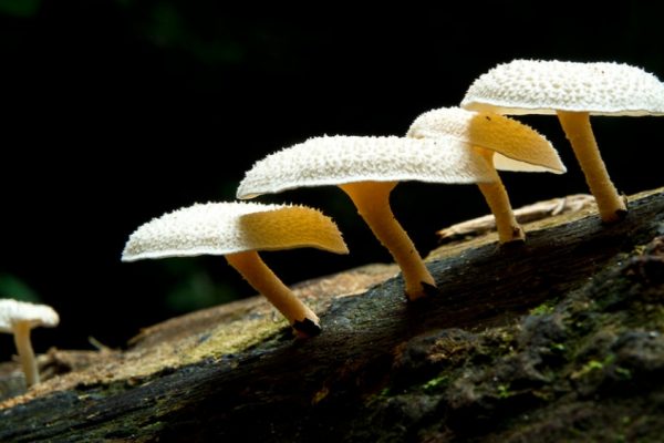 Plastic Eating Mushrooms Gives Scientists Hope to Reduce Plastic Waste