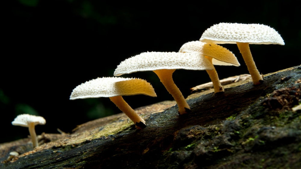 Plastic Eating Mushrooms Gives Scientists Hope to Reduce Plastic Waste