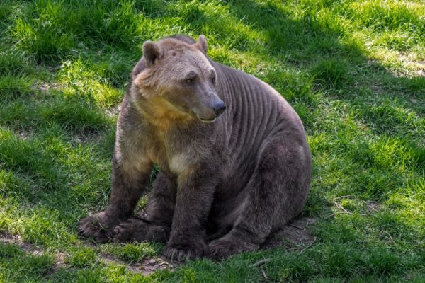 Meet Pizzly bear, a cross breed between polar and grizzly bears as a result of climate change