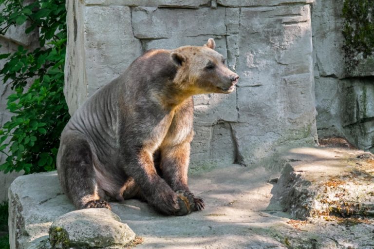 Meet Pizzly Bear, a Cross Breed of Polar and Grizzly Bears
