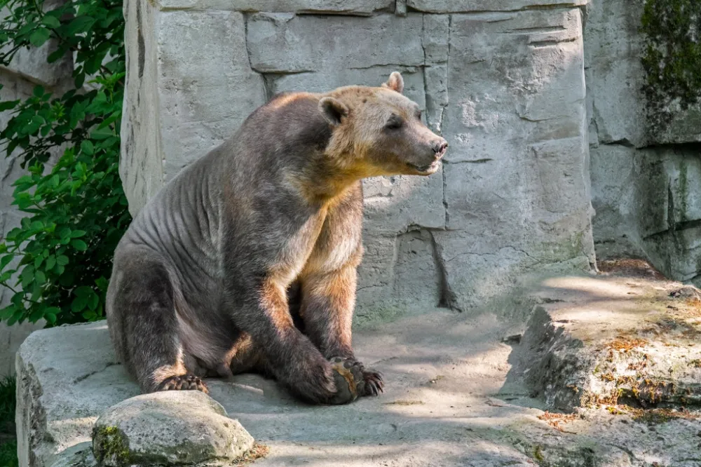 Meet Pizzly bear, a cross breed between polar and grizzly bears as a result of climate change