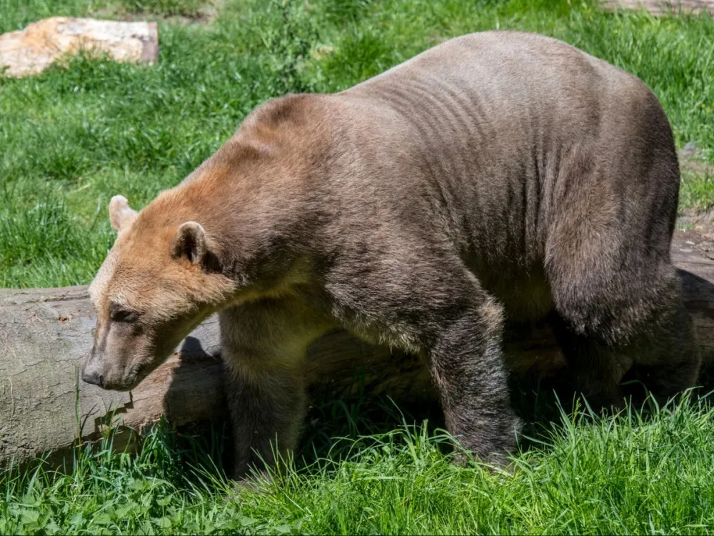 Meet Pizzly bear, a cross breed between polar and grizzly bears as a result of climate change