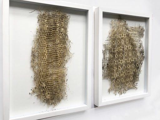 diana scherer's intricately patterned roots could be a carbon capturing eco-material