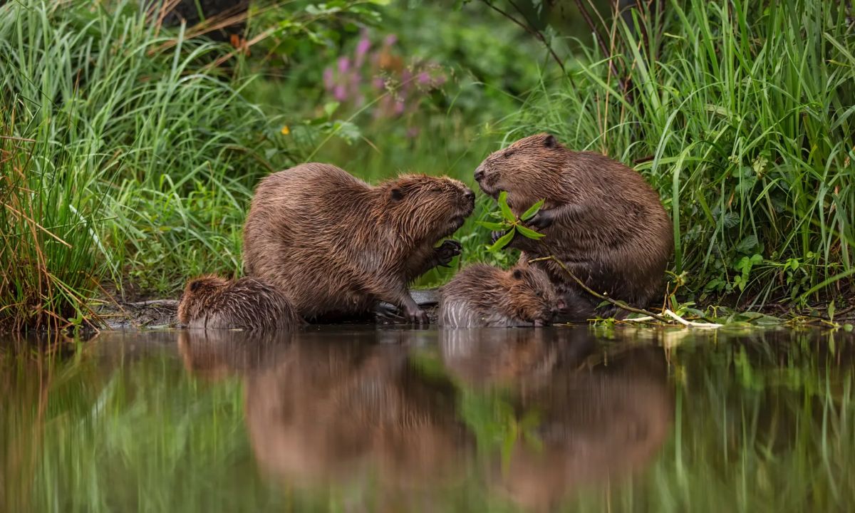 Beautiful Pictures of Wild Animals in Their Natural Environment