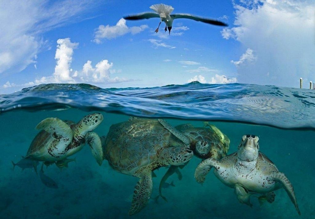 Majestic Animals in Their Natural Environment (In Pictures)