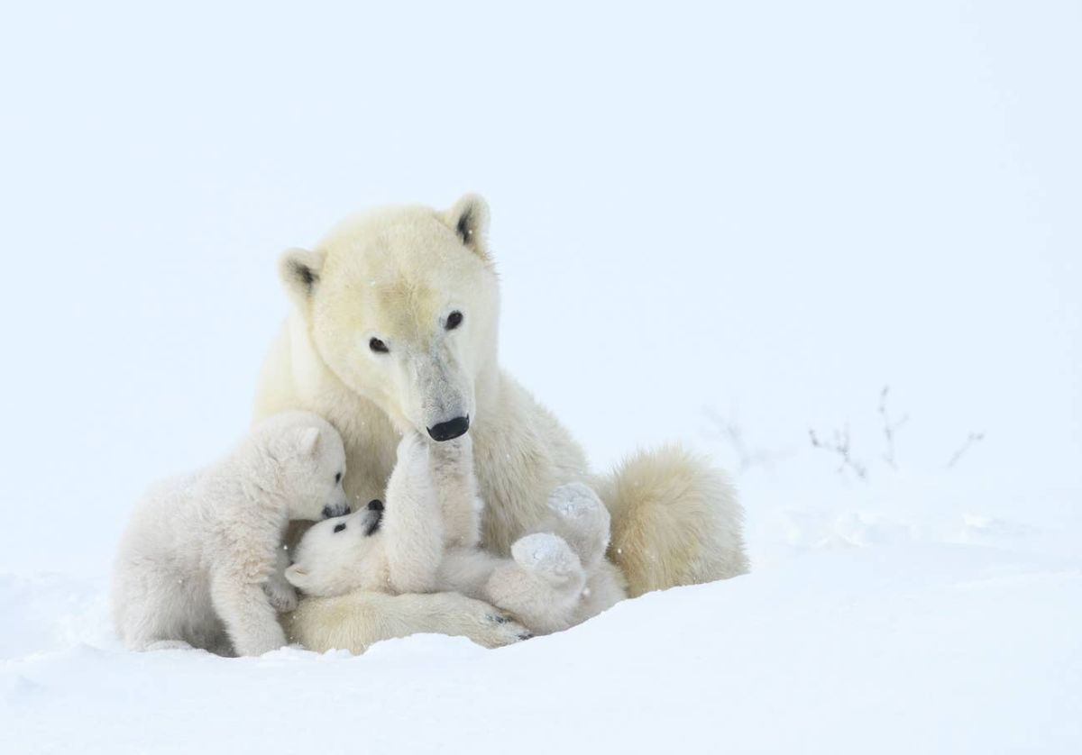 Beautiful Pictures of Wild Animals in Their Natural Environment 