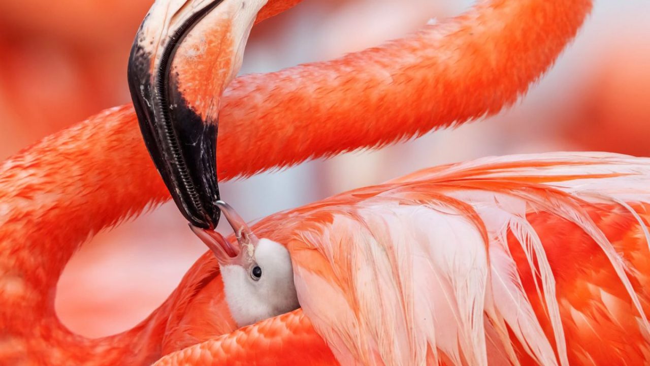 Majestic Animals in Their Natural Environment (In Pictures) Majestic Animals in Their Natural Environment (In Pictures)