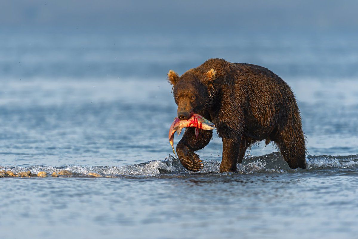 Beautiful Pictures of Wild Animals in Their Natural Environment 