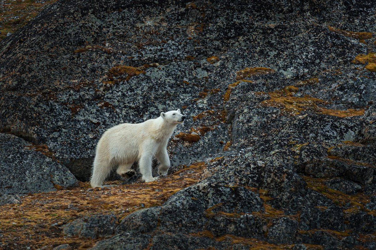 Beautiful Pictures of Wild Animals in Their Natural Environment 