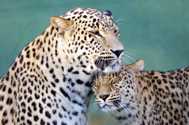 Love is in the Air 20+ Beautiful Pictures of Animals in Love