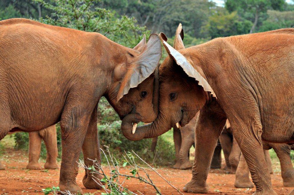 Beautiful Pictures of Animals in Love