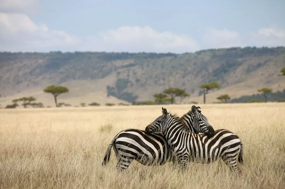 Beautiful Pictures of Animals in Love