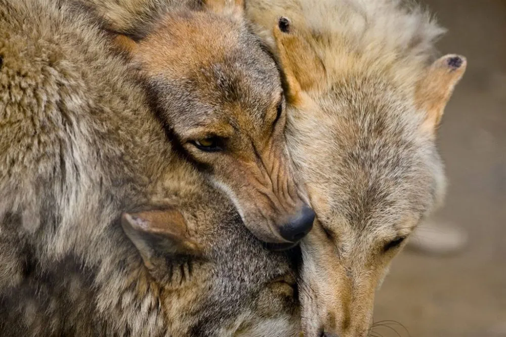 Beautiful Pictures of Animals in Love