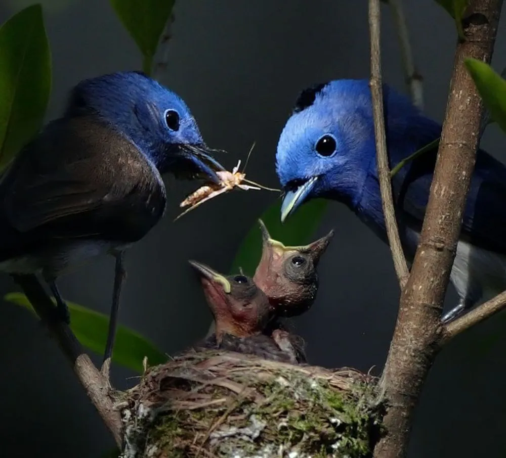 Beautiful Pictures of Animals in Love