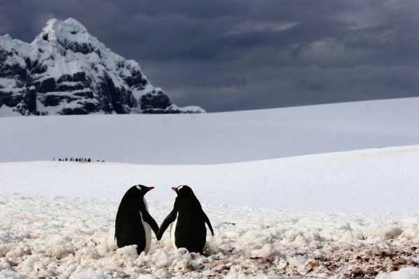 Beautiful Pictures of Animals in Love