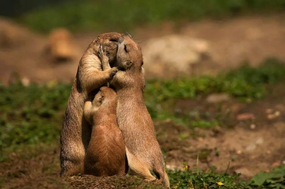 Beautiful Pictures of Animals in Love