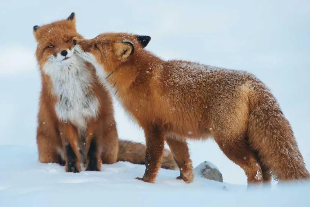 Beautiful Pictures of Animals in Love