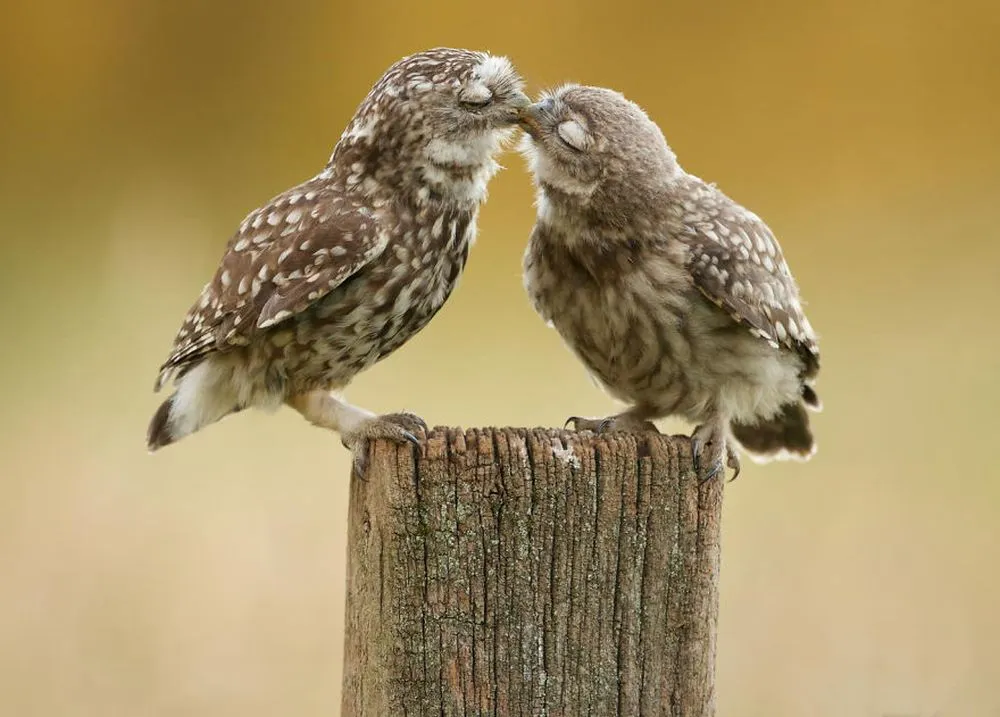 Beautiful Pictures of Animals in Love