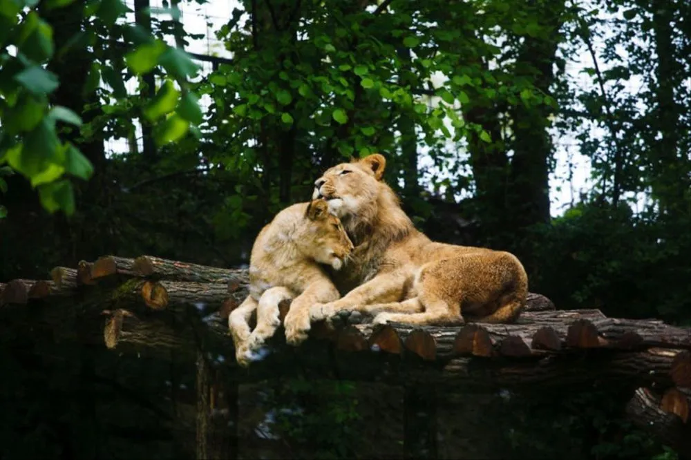 Beautiful Pictures of Animals in Love