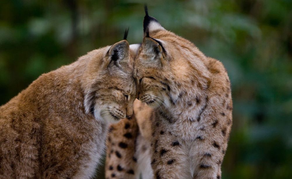 Love is in the Air: 20+ Beautiful Pictures of Animals in Love