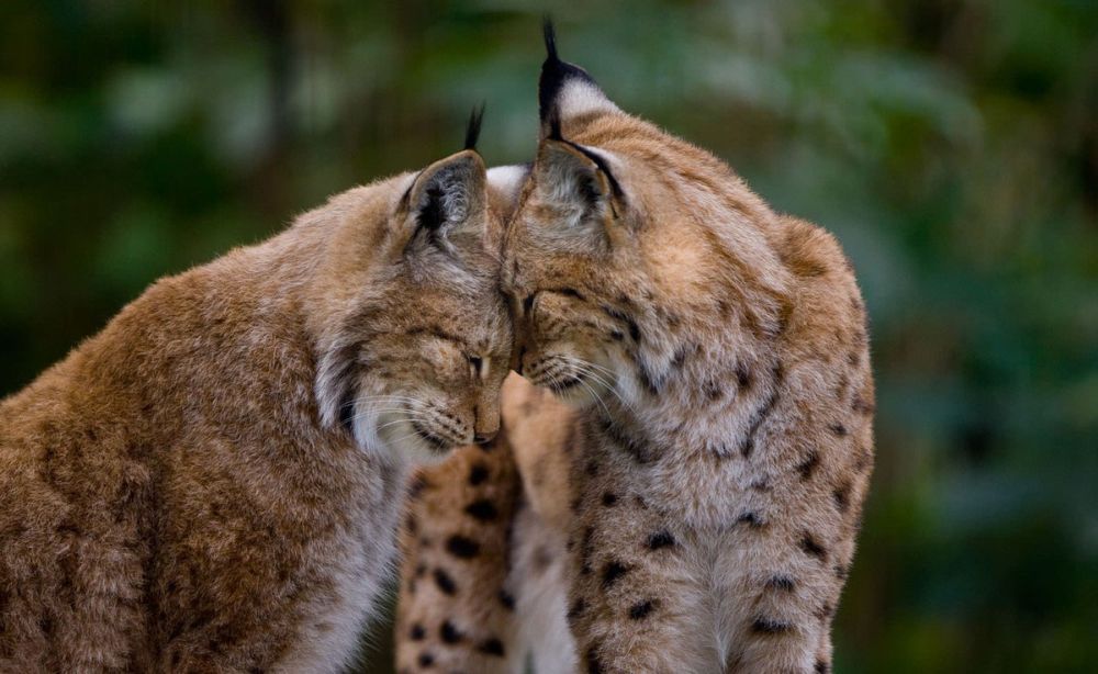 Beautiful Pictures of Animals in Love