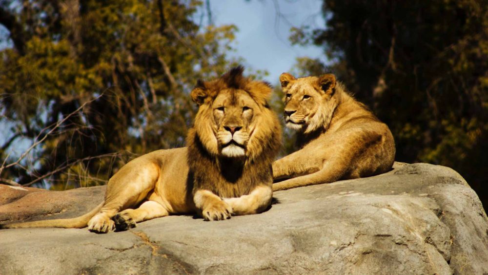 World Lion Day 2021 Raises Awareness About the 'King of the Jungle'