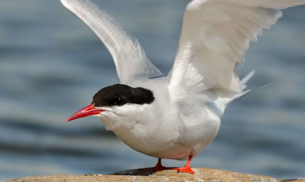 Climate Change Threatens Existence of Arctic Tern Bird in Europe