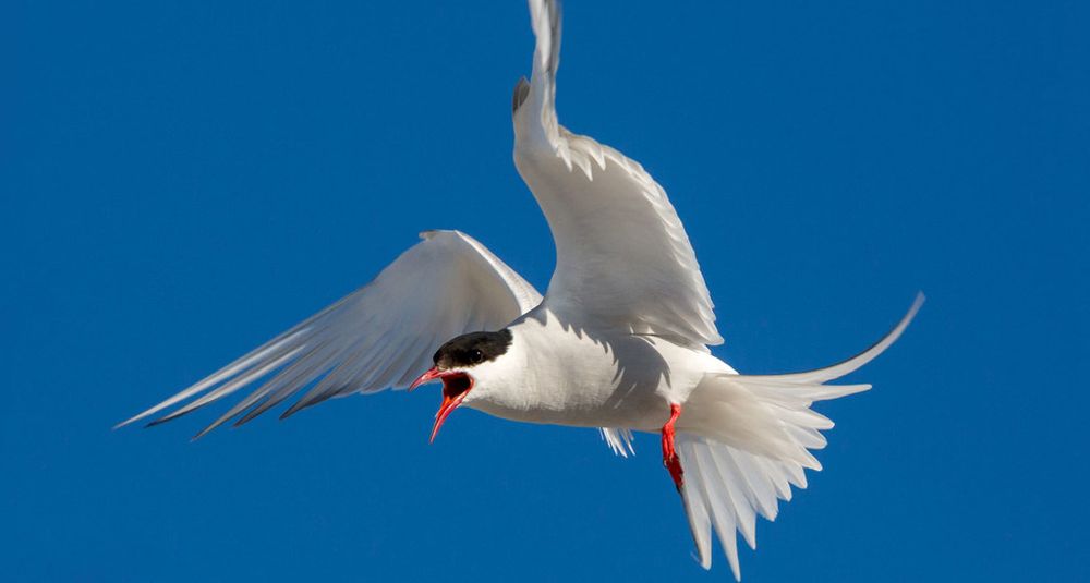 Climate Change Threatens Existence of Arctic Tern Bird in Europe