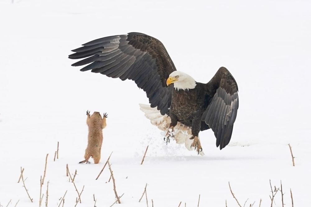 Early Entries from Comedy Wildlife Photography Awards 2021 are Absolutely Hilarious